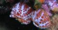 Aplidium elegans